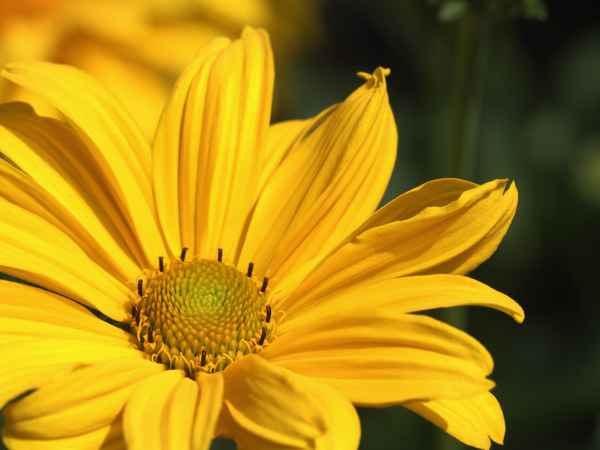 Gelbe Blüte II