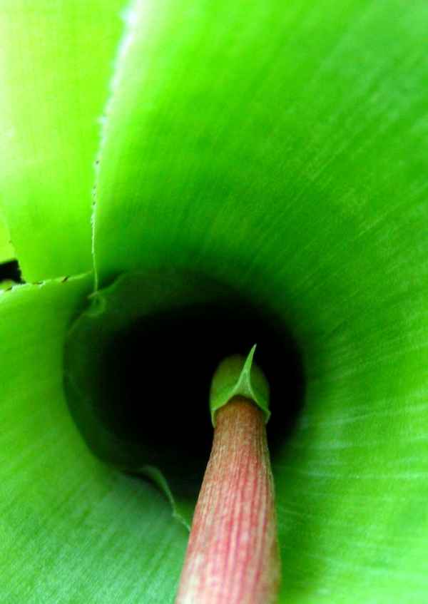 neues Leben - neue Blüte