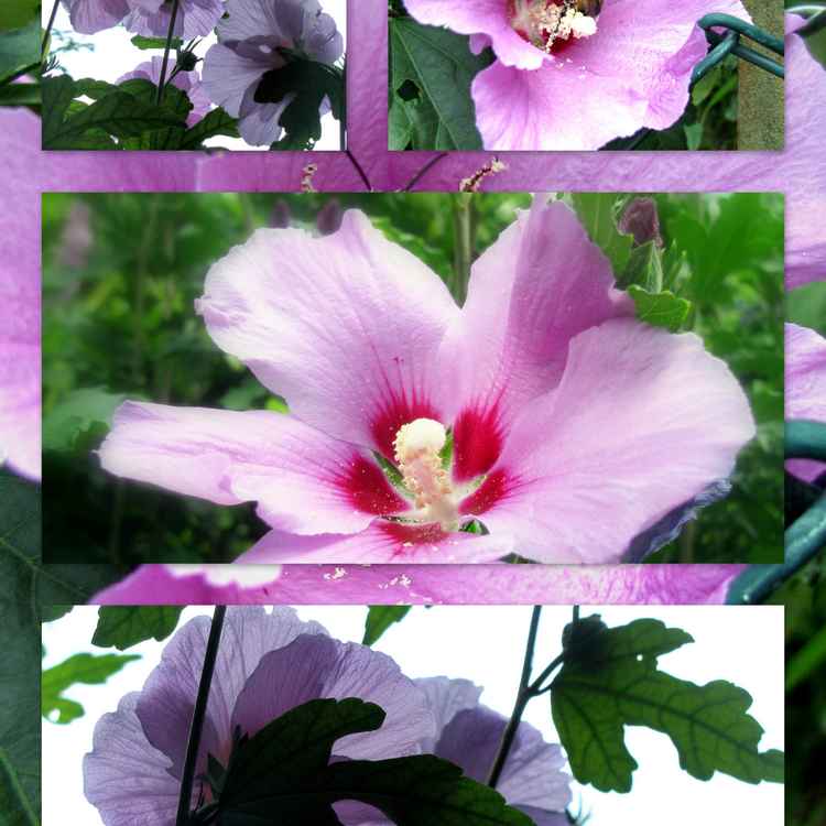 hibiscuscollage