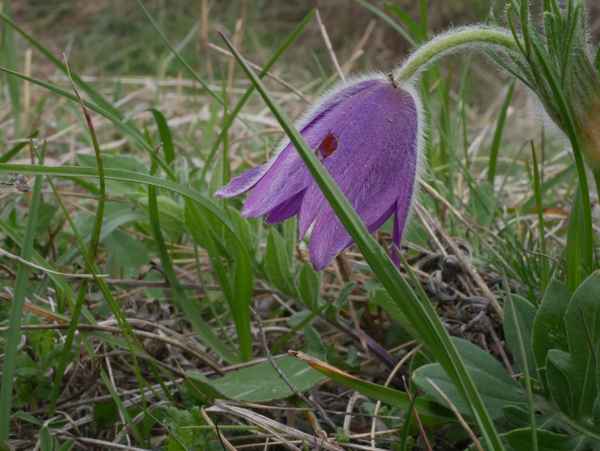 Küchenschelle