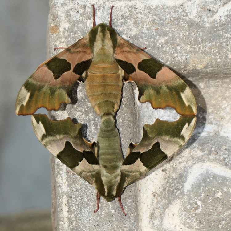 Lindenschwärmer Paarung