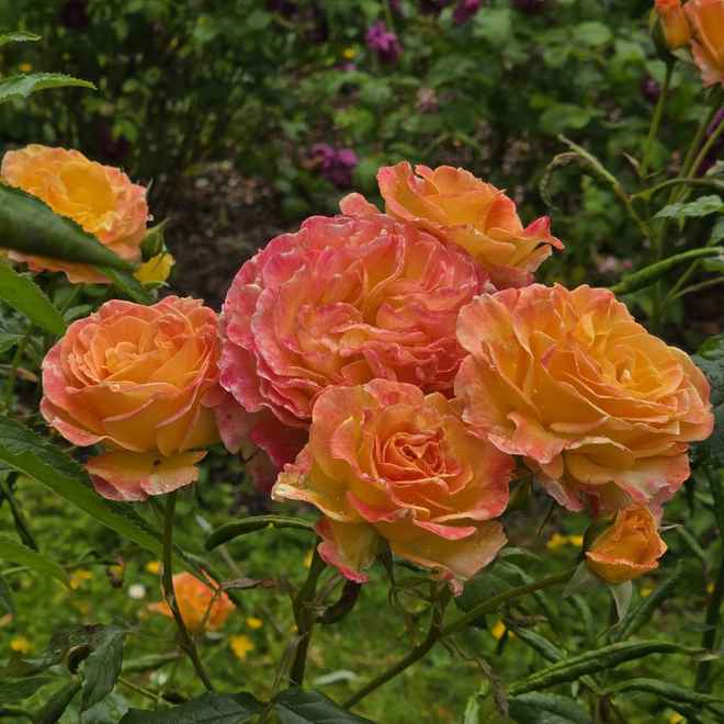 Sch&ouml;ne K&ouml;nigin