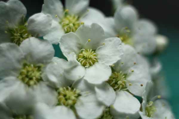 white ones