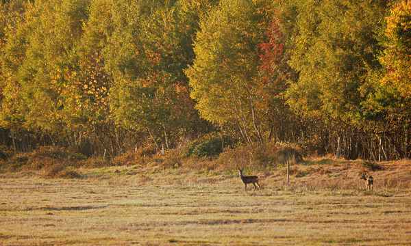 abends im moor