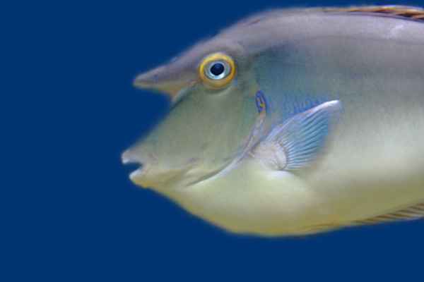 Fisch-Profil