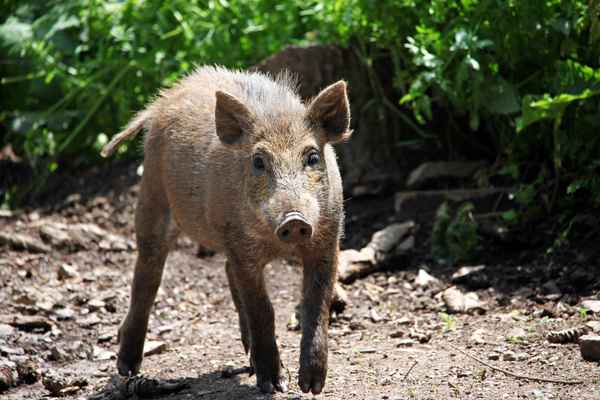 Noch mal Schwein gehabt