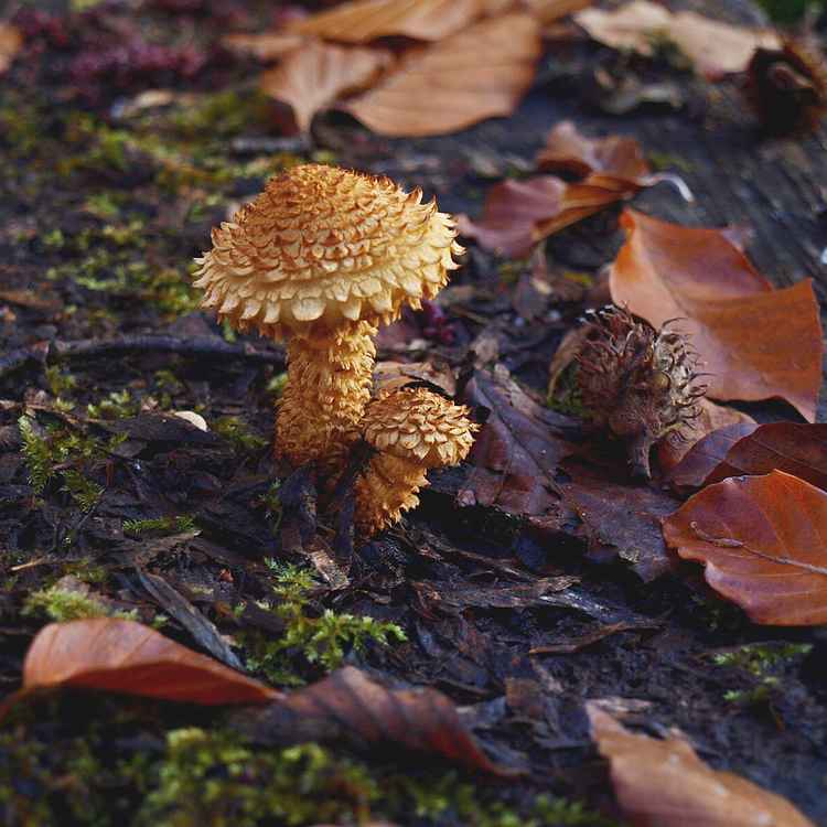 sparriger Schüppling