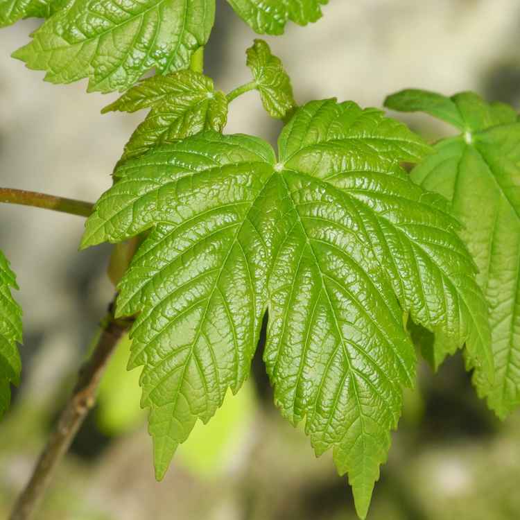 Die ersten Blätter im Frühling