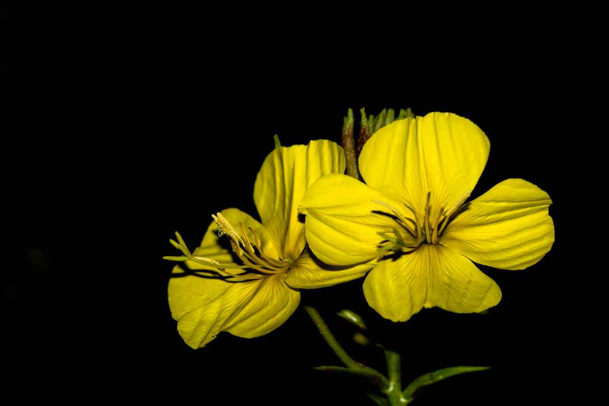 Nachtkerzenblüte