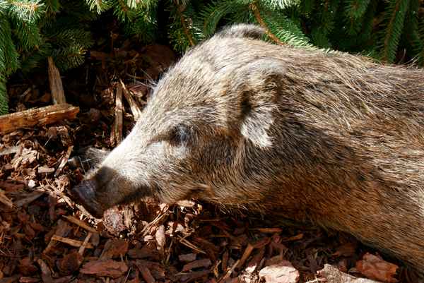 Wildschwein
