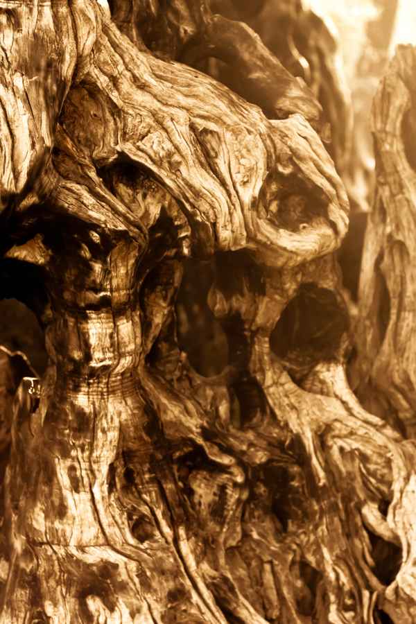 Bizarre Holzstruktur