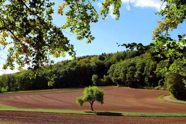 Waldblick
