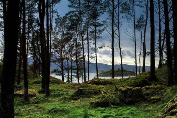 Geheimnisvoller Wald in Norwegen
