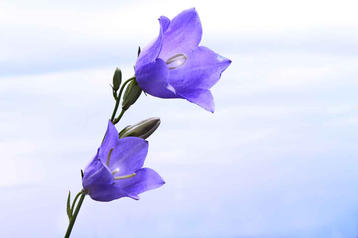 Glockenblau ohne Rand