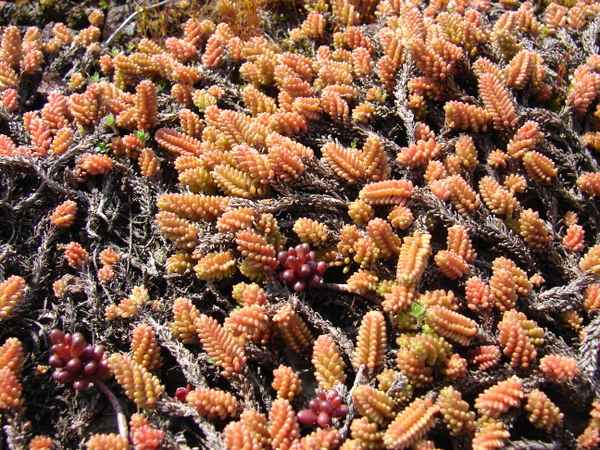 Sedum