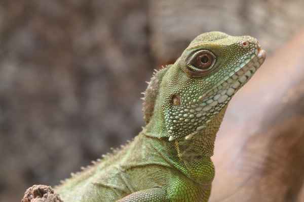 Wasseragame Lady