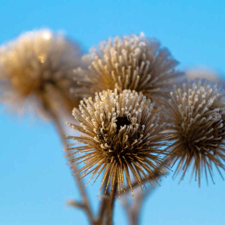 Distel im WInter II