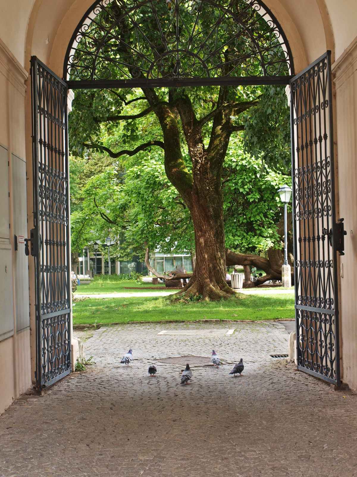 Tauben im Torbogen
