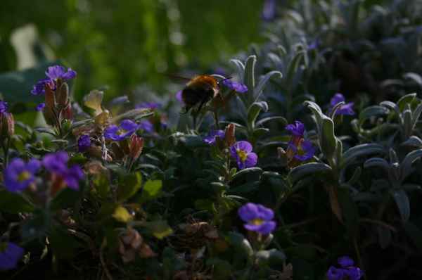 Hummel in Landanflug auf eine Blüte.