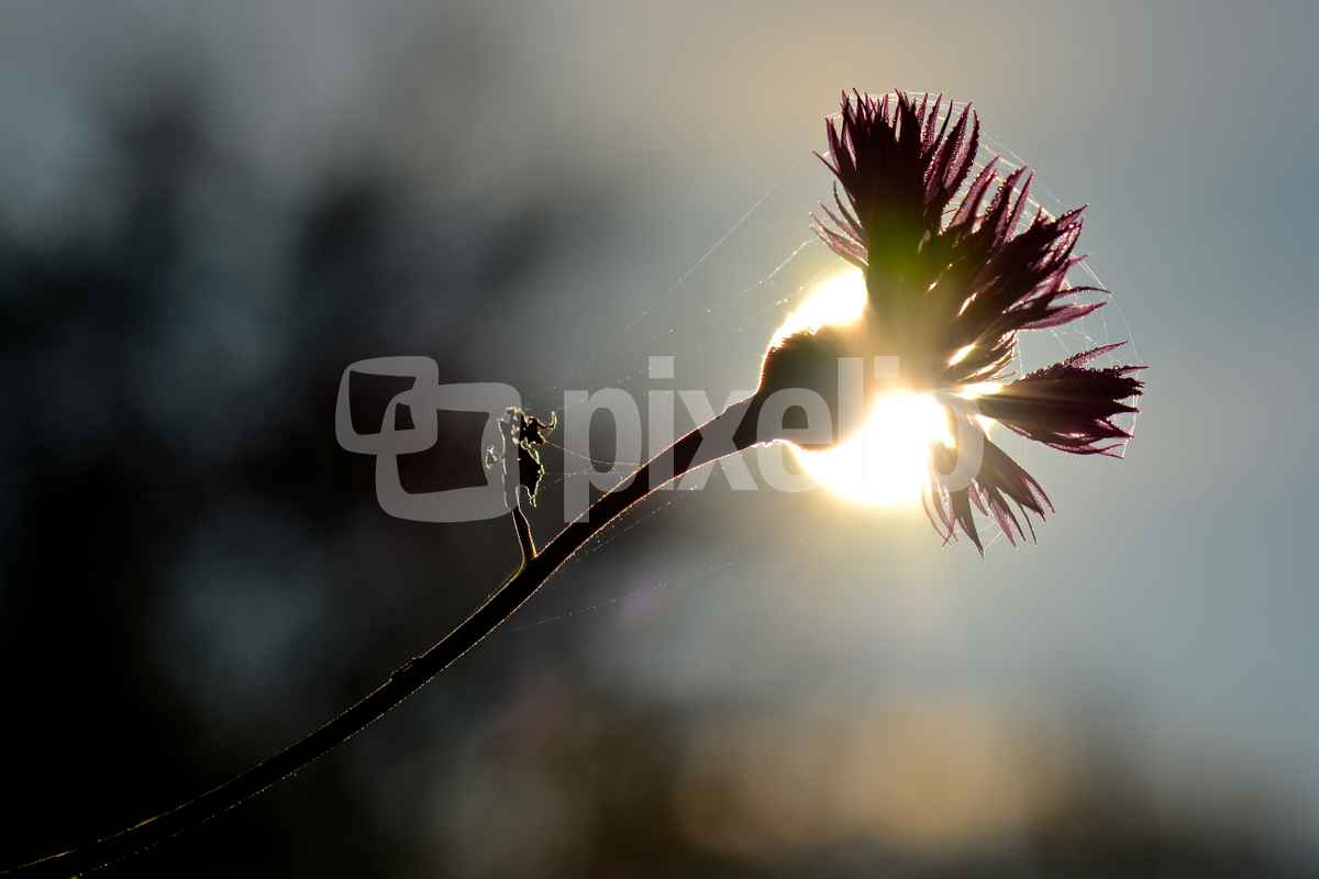 Gegenlicht