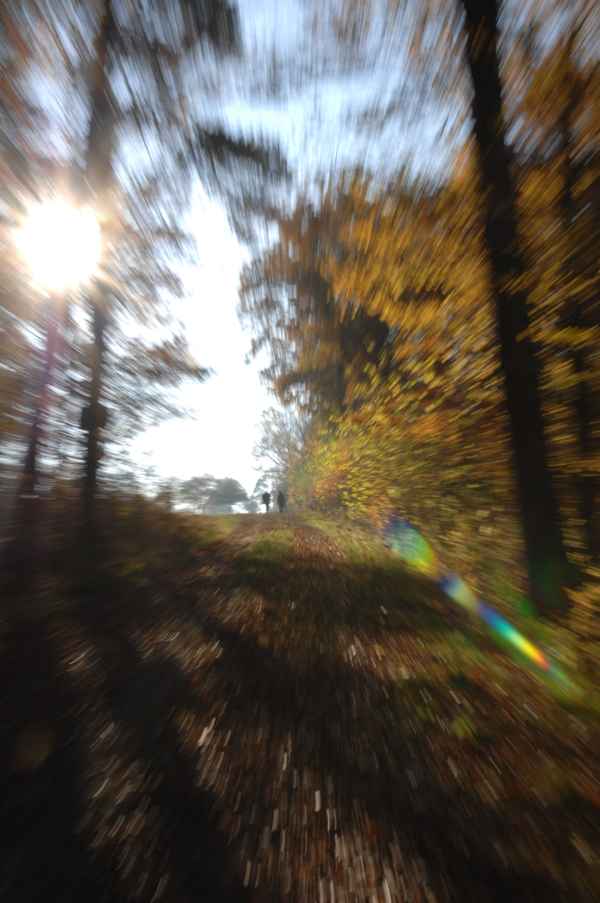 Spaziergang im Herbstwald