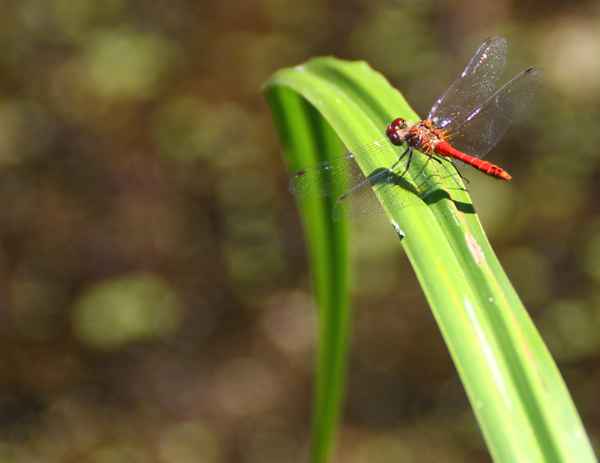 Blutrote Heidelibelle 04