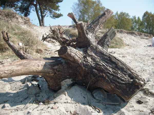 alte Baumwurzel am Strand