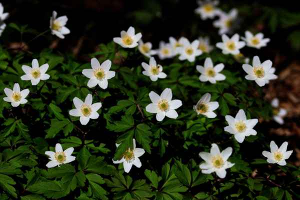 blühender waldboden 3
