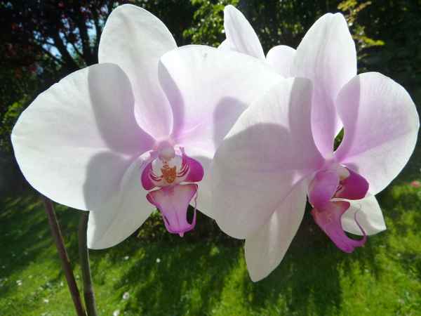 Orchideen