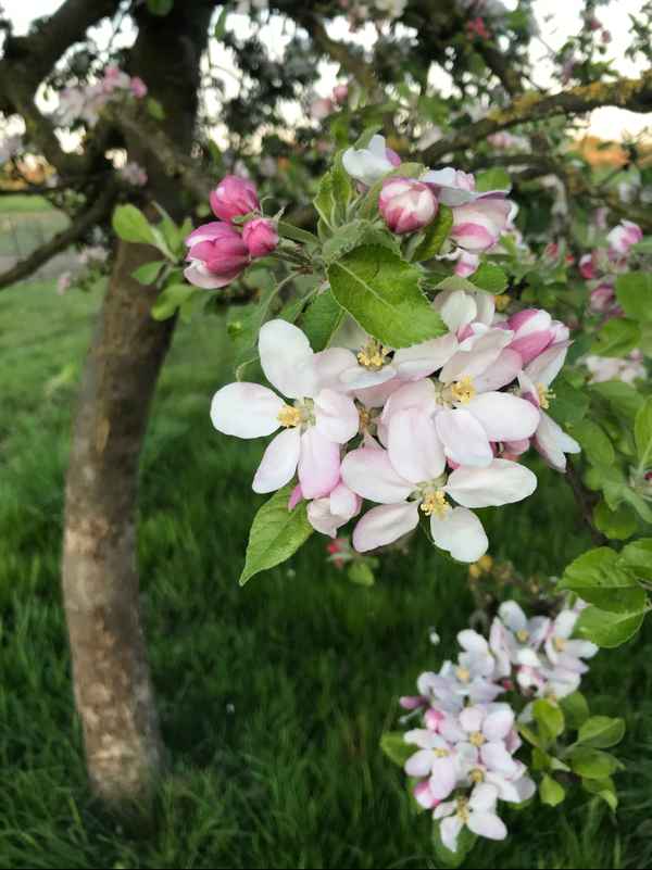 Apfelblüte
