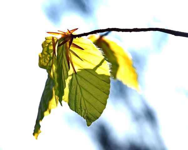 buchenlaub im frühlingsgrün 4