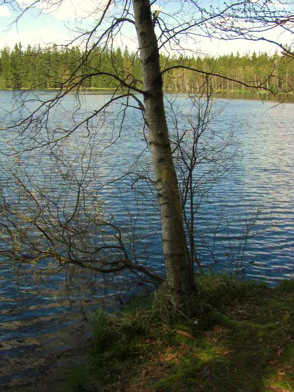 Im Glatzener Moor / 21