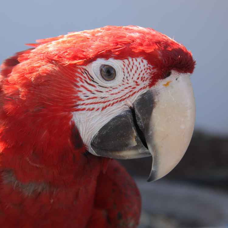 Wer schaut hier wem an?