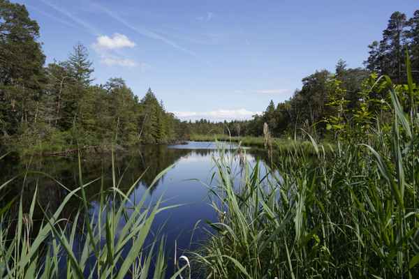 Entenweiher