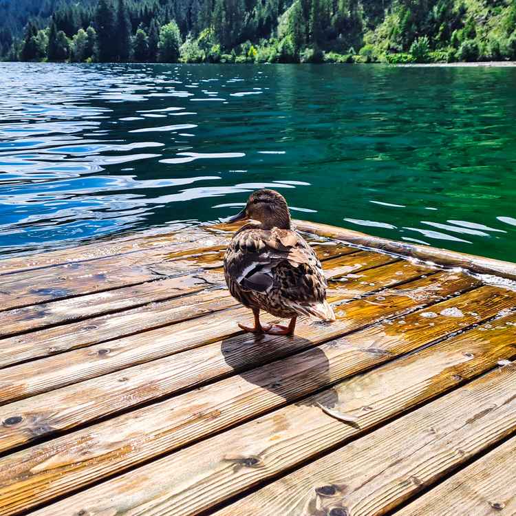 Ente am Steg