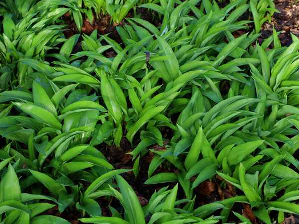 bärlauchzeit beginnt