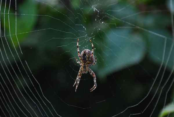 Spinne im Morgentau
