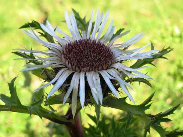Silberdistel