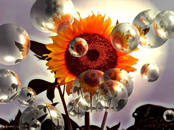 Sonnenblume mit Blasen