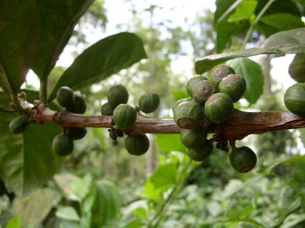 Kaffee am Strauch