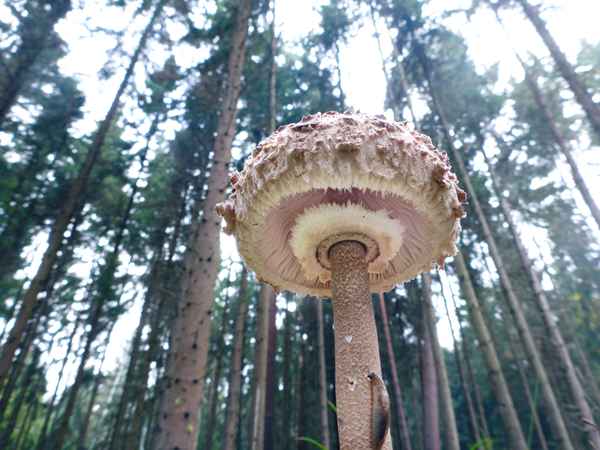 Ein Schirmpilz steht im Walde