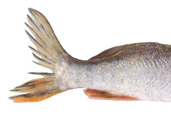 Hecht 4