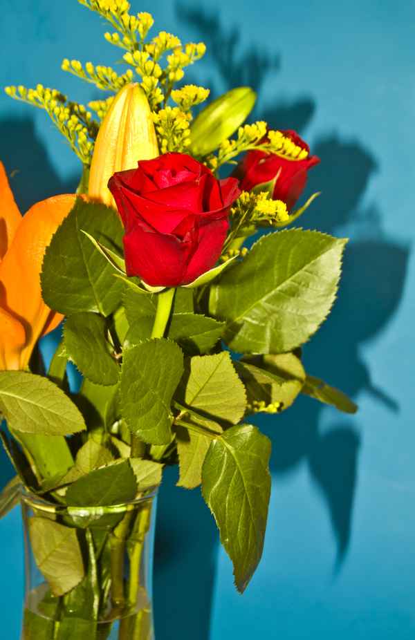 rote rose