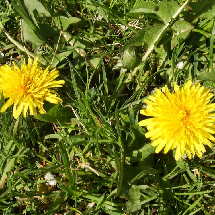 Zwei Löwenzahn im grünen Gras