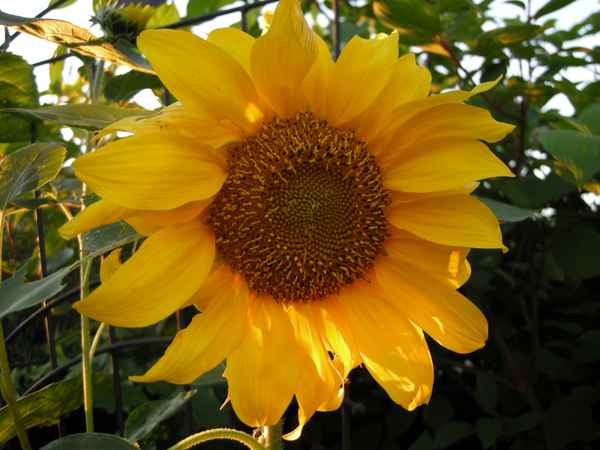 Sonnenblume