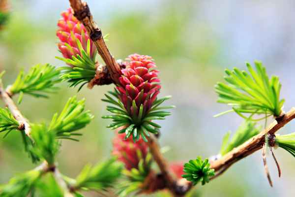 Lärchenzäpfchen