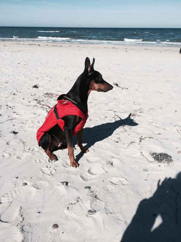 Hund am Strand (Baywatch)
