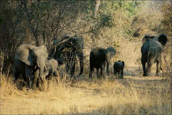 Elefanten im South Luangwa NP in Zambia