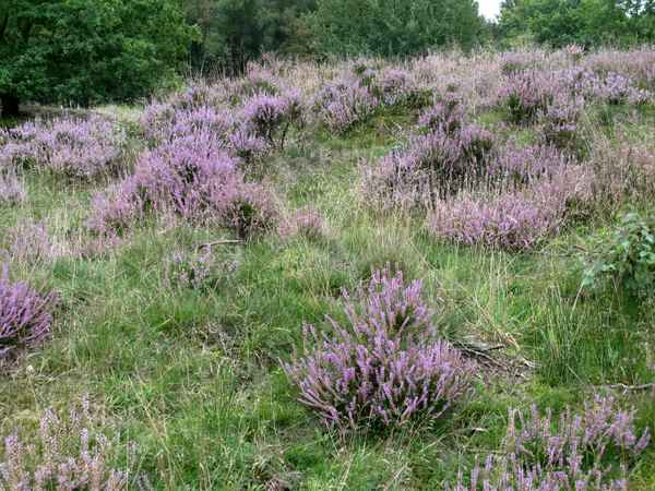 Heide in dem Naturschutzgebiet Nordoe