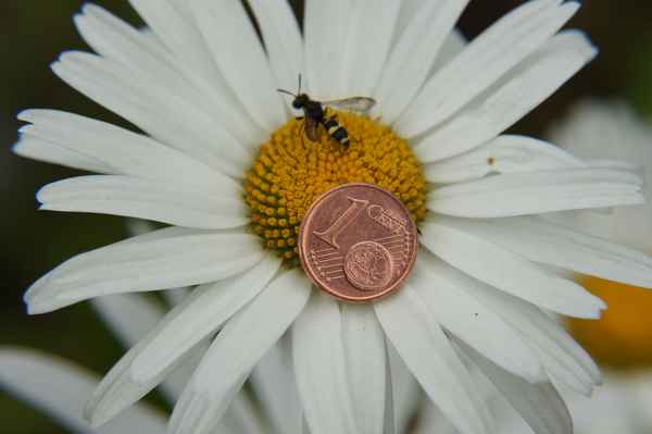 Am Ende bleib einem nur ein Cent
